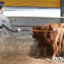 이스턴24시동물병원 이미지