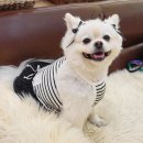 도그시티 | 창원 프리미엄 반려동물 용품 편집샵｜창원 시티세븐 헤이도그 창원점 재방문 (내돈내산 자랑 후기)