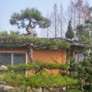 마당조경 이미지
