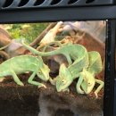 보그렙타일 | ☞BOG REPTILE(보그렙타일)☜ 방문후기!!