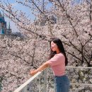 2022083 | 서울 잠실 석촌호수 벚꽃축제 개화시기 지나 만개한 벚꽃 명소 추천