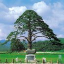 국내 천년기념물(소나무, 향나무)(첨부, 내가 글을 올리는 이유) 이미지
