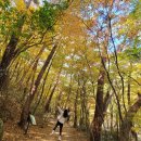 해인사 소리길 | 가을단풍 명소 가야산소리길 따라 합천 해인사 북카페 다녀온 후기