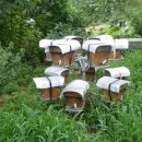 선진 양봉장 이미지