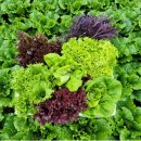 카리스농장 이미지