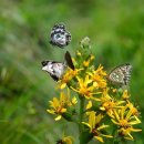 장구의 행정사 이미지