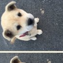 똥강아지 이미지