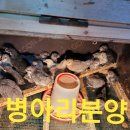 빵심이네 이미지