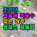 초간단 겨울에 먹을수 있는 상추 쌈채소 재배법 이미지