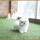 야옹아 멍멍해봐 강아지고양이 평택점 | 평택강아지분양 진행 전 알아야 할 사항들