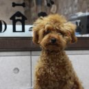 망고펫살롱 이미지