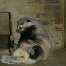 영 농장 이미지