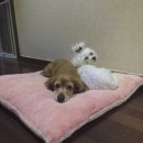 디엔씨펫 | [내돈내산_펫용품/인테리어 소품] 퐁둥이 기분전환 펫디엔씨 마약방석(대형)