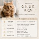 묘신사 그루밍 | 노르웨이숲고양이 분양가와 크기, 수명·유전병·털빠짐·캐터리 총정리