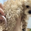 야옹아 멍멍해봐 대흥점 이미지