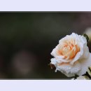 곡성-032 티스토리
