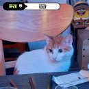 밤밤포차 - 서구 용문동 | [문래동] 고양이와 함께 하는 문래창작촌 2차 추천 술집 '밤밤' 후기