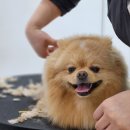 쵸코네묭실 이미지