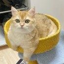 세이펫 고양이 해먹침대 에코베이지 내돈내산 ෆ