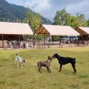 정감이간다 | 251024-26 / 아산 캠프정감 🐺 (오랜만에 가을 캠핑🍁)