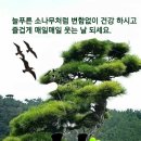 개팔자 상팔자 이미지