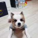 도그천사 이미지