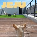 제주몽펜션 | 제주 허그제주펜션(오로시 제주) 애월 독채 숙소 9박 10일 숙박 후기