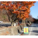 도로원점삼거리 | 정읍 내장산▲ (추령 원점회귀 단풍산행)
