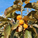 가우도 친구집 이미지