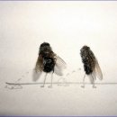 파리 이미지