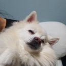 신바람찐빵집 이미지