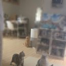 고양이이발관 송도점 | 송도 고양이 이발관 고양이 세마리 무마취 미용 후기 (내돈내산)