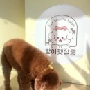 빵이펫살롱 이미지