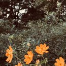 고요산책 | [가평] 가을에 가볼만한 곳 산책... 아침고요수목원 다녀온 후기 &amp; 사진