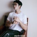 카우리(kauri)