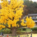 임고서원의 은행나무 이미지