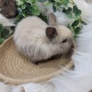 와우펫앤쥬(기장점) 이미지