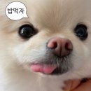 화이트버블애견미용학원 | [애견미용] 천호화이트애견미용학원 / 3급 자격증 / 국비지원 / 평일반 등록 후기_ ep.02