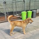 황제애견 이미지