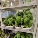 라라파스타 이미지