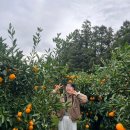 서광리-3 | 제주 감귤체험 추천 서귀포 서광리123정원 11월 후기