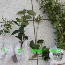 분홍공주 이미지