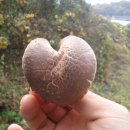 강순용명품버섯사랑