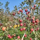 싸이버월드 이미지