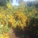 유나네농원 이미지