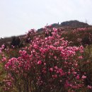 봄!봄....봄이 왔네요~~참살이 나눔가게 영취산 진달래 축제 판매장 운영 이미지