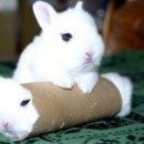 두마리토끼 이미지