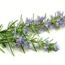 로즈마리 이미지