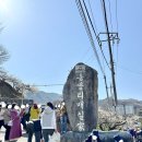 섬진소프트 | 광양 매화축제 :: 애견동반 입장료 주차장 셔틀버스 광양 매화축제 개화상황 후기 :)