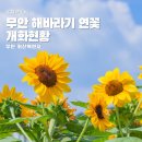 연꽃하늘 | <무안 여행> 무안 회산백련지 연꽃 해바라기 개화 현황 후기 알려드림 [옥찌로그]